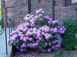 Rhododendron in church's east side garden. Photo credit: Margaret Dick