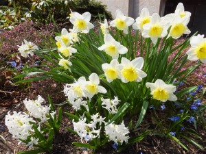Spring comes to Blessed Trinity, as evidenced in our garden on the east side of the church.