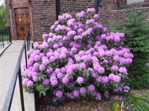Rhododendrons in bloom in church's east side garden. Photo credit: Margaret Dick